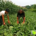山东章丘京欣西瓜可地里采摘，预购从速