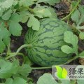 山东章丘抗封三西瓜可地里采摘，预购从速。