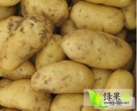 山东省惠民县荷兰土豆代收代发货！
