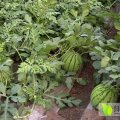 湖北钟祥花皮无籽8斤以上 价格可面谈