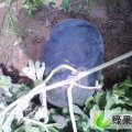 山东平邑新墨豫：卞桥镇贾鹏