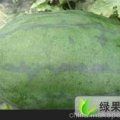 河南通许龙卷风西瓜价格稍微偏低