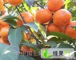 湖南永州江永特早蜜桔大批上市,期待您的参观与订购