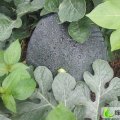 湖北枝江黑皮无籽：百里洲老程