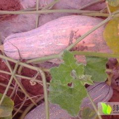 湖北嘉鱼金韩密本南瓜无公害