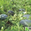2016年山东东明京欣、黑美人上市了