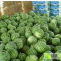 湖北钟祥冠龙西瓜质量高 量大