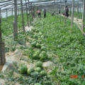 4-20：山东省临沂西瓜、甜瓜大量供应