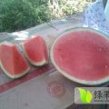 河南中牟黑皮无籽： 李文成