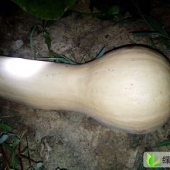 300亩西瓜，100亩奶油南瓜