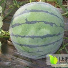 黑龙江北林京欣：红旗乡姚广学