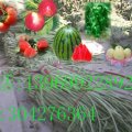 沂蒙山脚下万亩西瓜、甜瓜、豆角