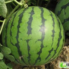 黑龙江萝北全福999：军川农宋益文