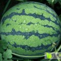 江苏沭阳8424西瓜现已全面上市