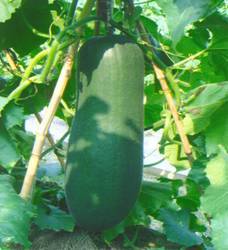 我处广西南宁市冬瓜价格大跌！欲求广大收购商