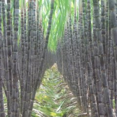 大量供应黑皮甘蔗！价廉物美！预订从速！