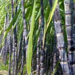 2012广西南宁黑皮甘蔗行情