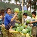 广西北海秋西瓜上市，西瓜价格坚挺