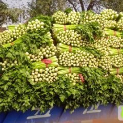 陕西三原美国西芹：城关镇