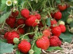 山东昌邑美13草莓，承接商品果，速冻果
