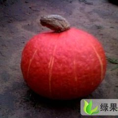 山西神池黑、红皮南瓜