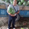 诚信西瓜专业代办
