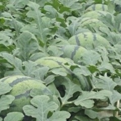 翁牛特旗冠龙西瓜个大皮薄