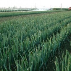 供应优质日本大葱