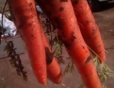 内蒙古锡林浩特胡萝卜：一连蔬菜基地好萝卜