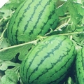 潍坊优质头茬西瓜大量上市