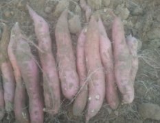2016大荔红薯收购工作全面开展