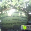 大面积出售批发赤峰沙地西瓜，京欣冠龙金龙