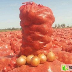 甘肃金川黄皮洋葱：西由子潘善程