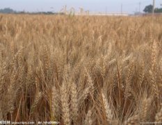 陕西蒲城金星振华大量小麦供应