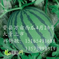 费县万亩西瓜即将大量上市！！！