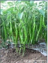 定边辣椒著名品牌,119号边斌诚信合作