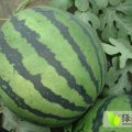 2015年河北隆尧西瓜种植面积达1000亩