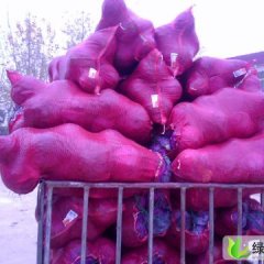 河南新野紫甘蓝：城郊乡喻会杰