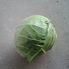 河南新野淯绿源甘蓝