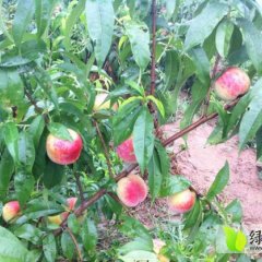 河南新野燕红桃：城郊乡姚书功