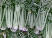 生长在高原宁夏喝牛奶的富硒西芹2800元/吨