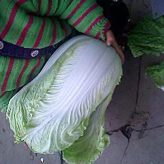 南阳新野白菜0.08-0.10元/斤