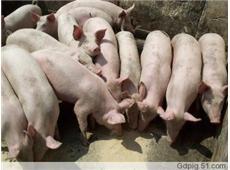 江苏5000头良种仔猪上市，低价销售