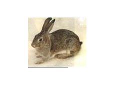湖南常德比利时野兔 种兔 商品兔