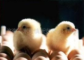 江苏盐城乌鸡鸡苗2.50元/只