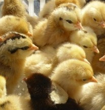 湖北枣阳土鸡苗1.60元/只