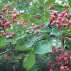 甘肃省天水市优质大红袍花椒新鲜上市