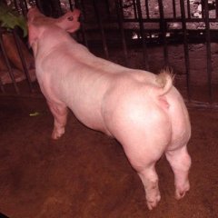 江苏宿迁常年小鹅苗三元猪苗