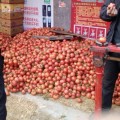 大量供应西红柿、西瓜、甜瓜、豆角、辣椒