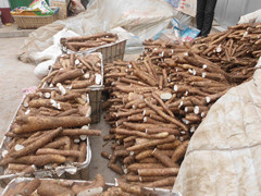 山东安丘"白玉“次山药：兴安街办南老庄子村马万宗